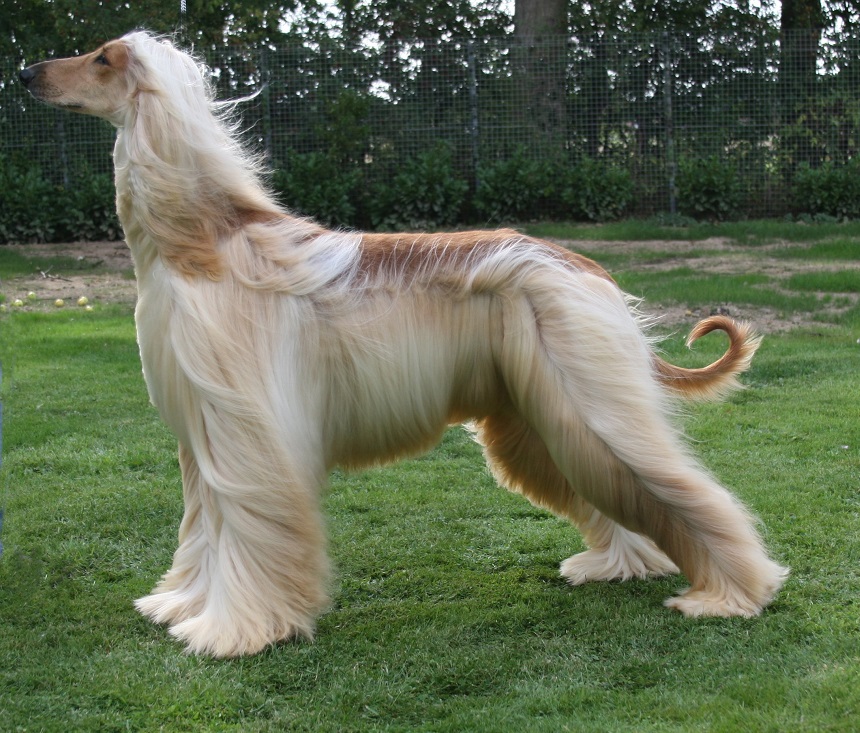 10 oldest breeds of dogs