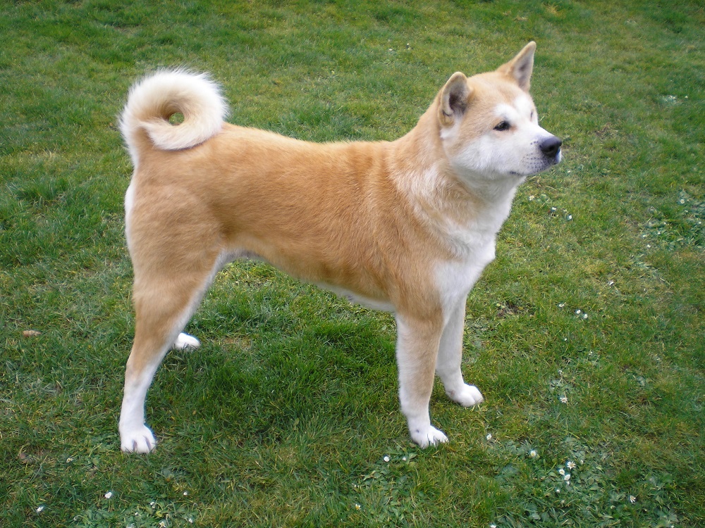 10 oldest breeds of dogs