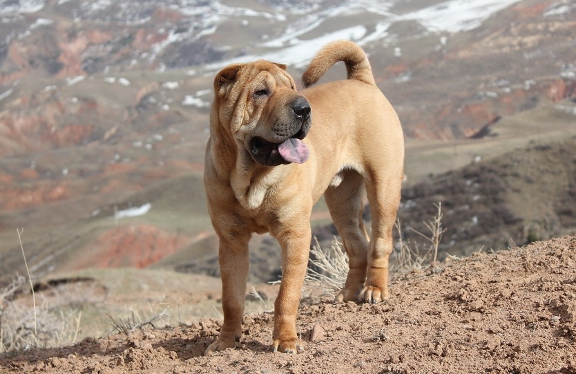 10 oldest breeds of dogs