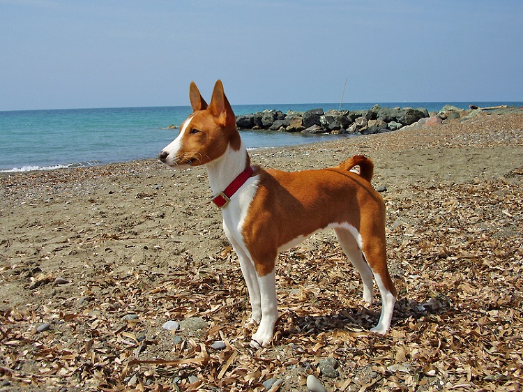 10 oldest breeds of dogs