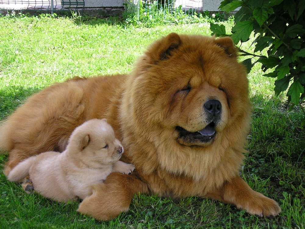 10 oldest breeds of dogs