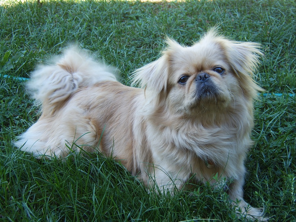 10 oldest breeds of dogs