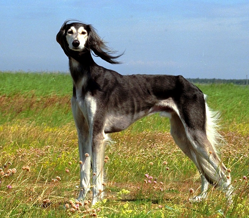 10 oldest breeds of dogs