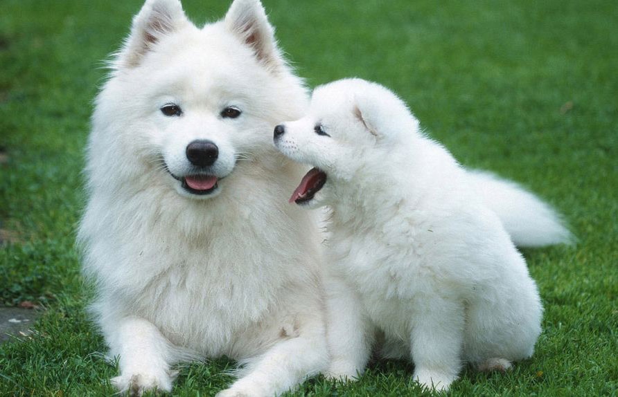 10 oldest breeds of dogs