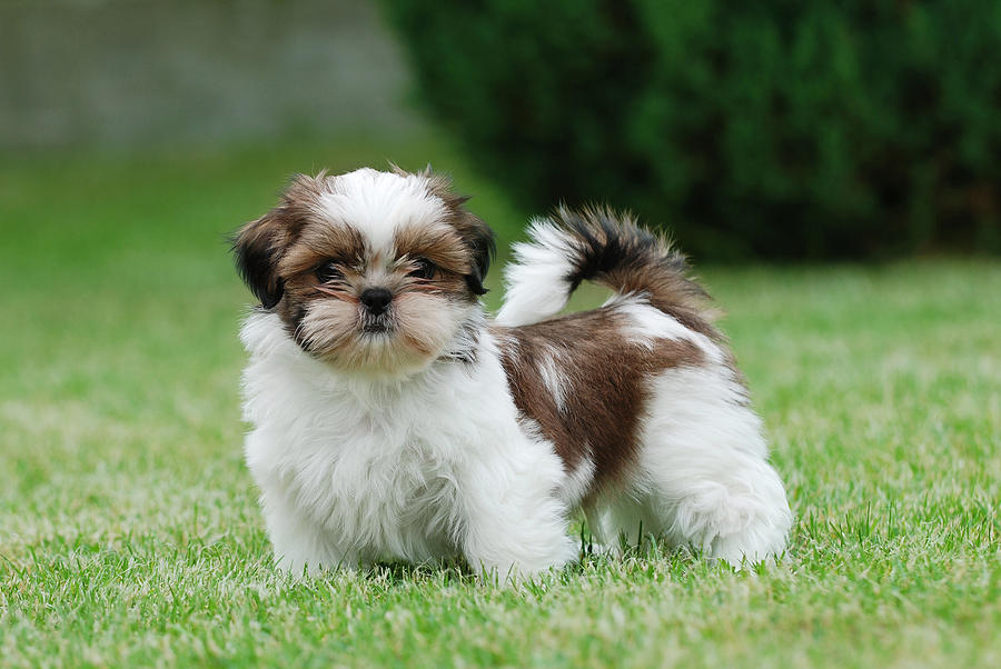 10 oldest breeds of dogs