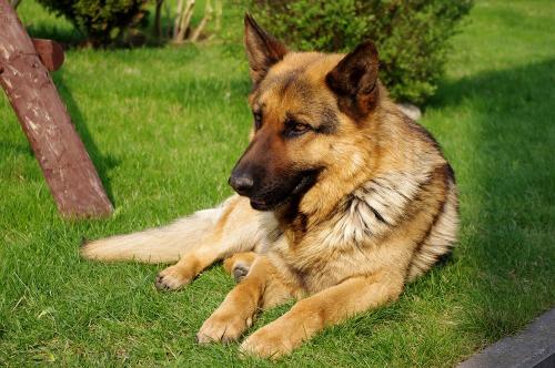 10 interesting facts about the German Shepherd