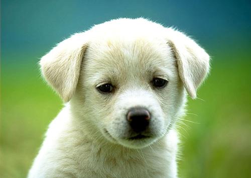 10 interesting facts about dogs