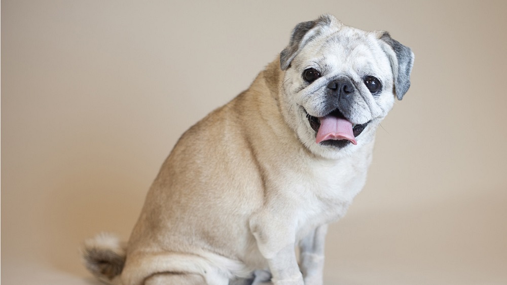 Dwarf dog breeds - 2