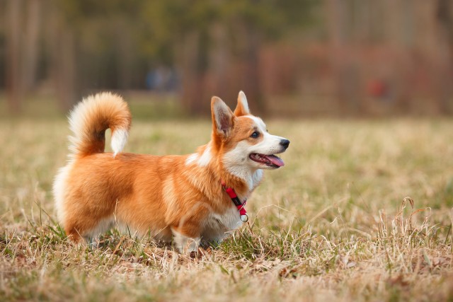 Dwarf dog breeds - 3