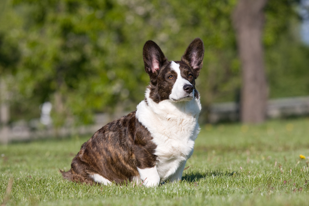 Dwarf dog breeds - 4