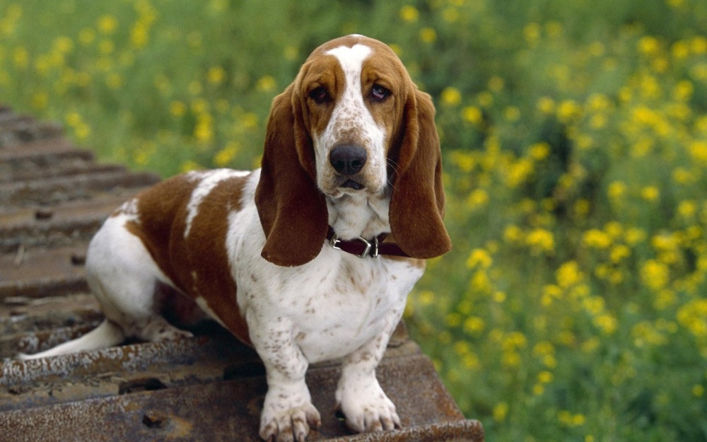 Dwarf dog breeds - 5