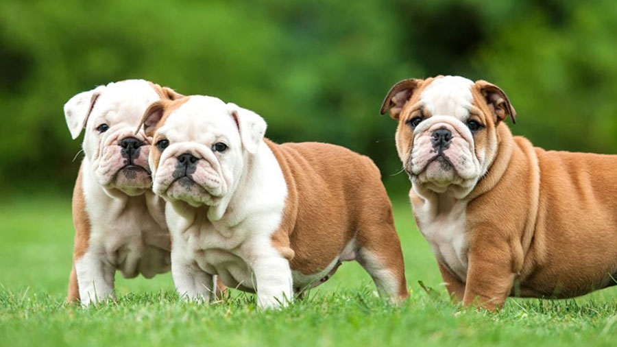 Dwarf dog breeds - 6