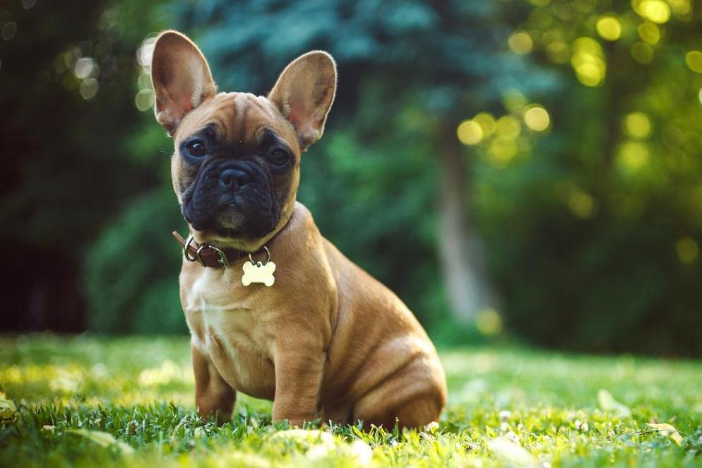 Dwarf dog breeds - 7