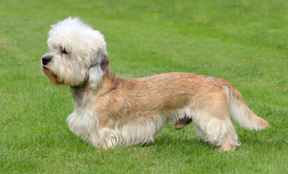 Dwarf dog breeds - 8
