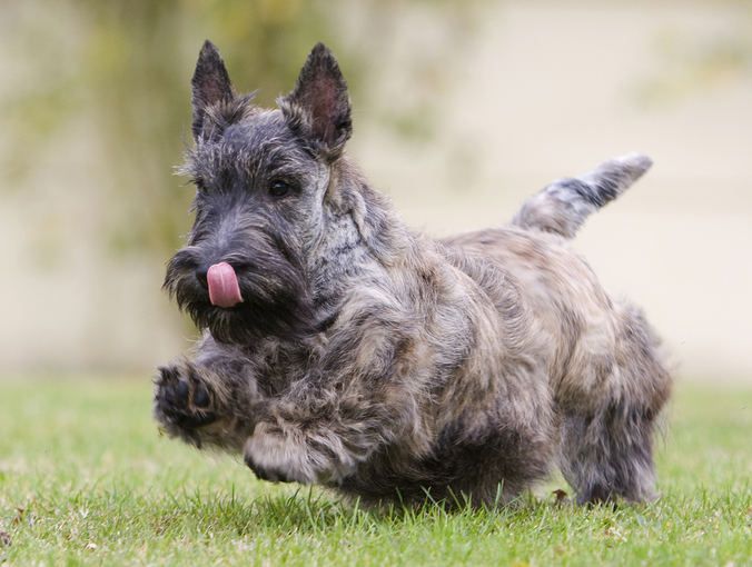 Dwarf dog breeds - 9