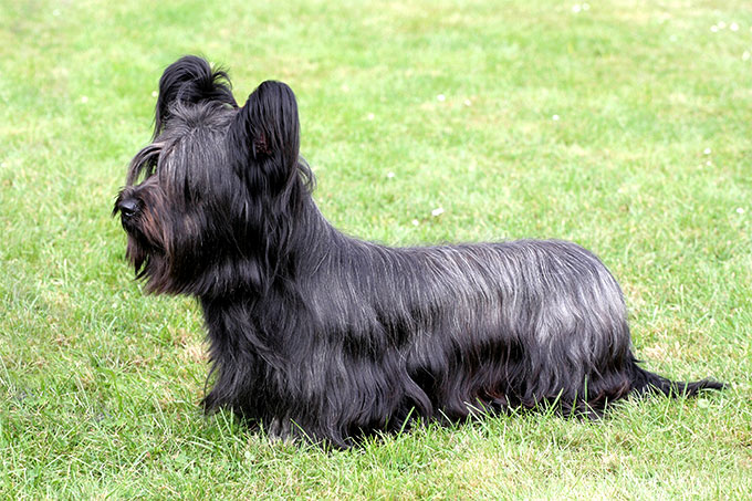 Dwarf dog breeds - 10