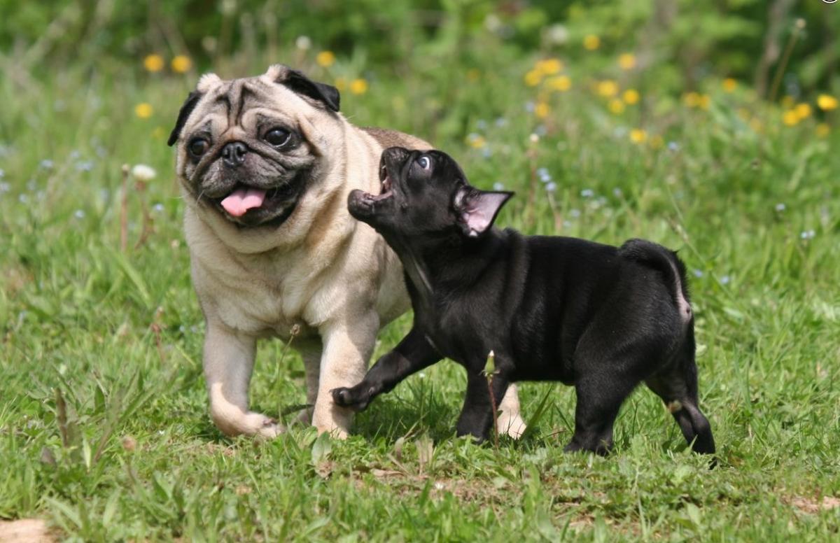 10 best small dog breeds for children and apartments