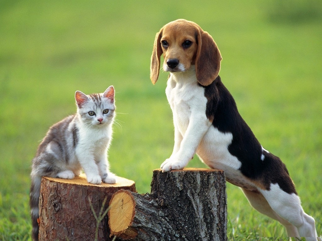10 best small dog breeds for children and apartments