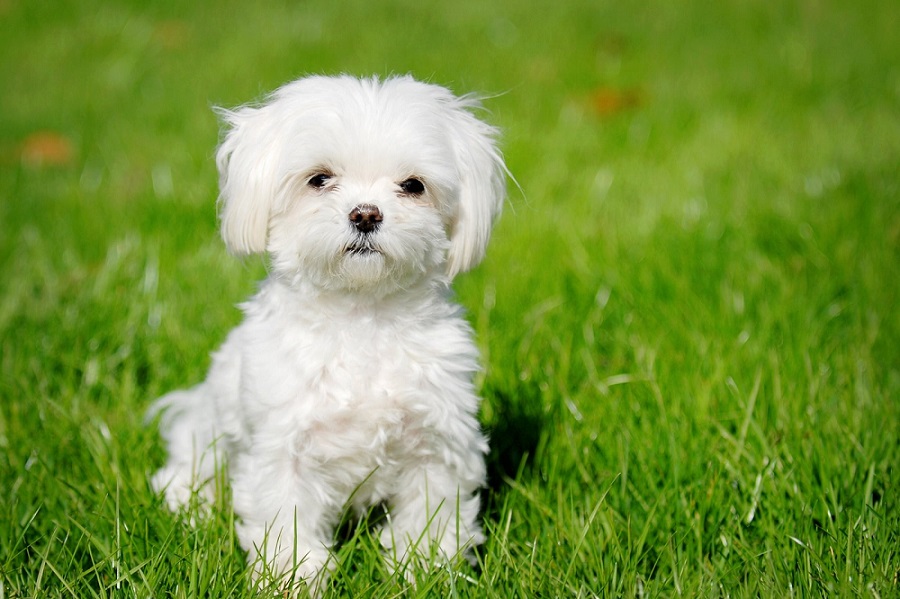 10 best small dog breeds for children and apartments
