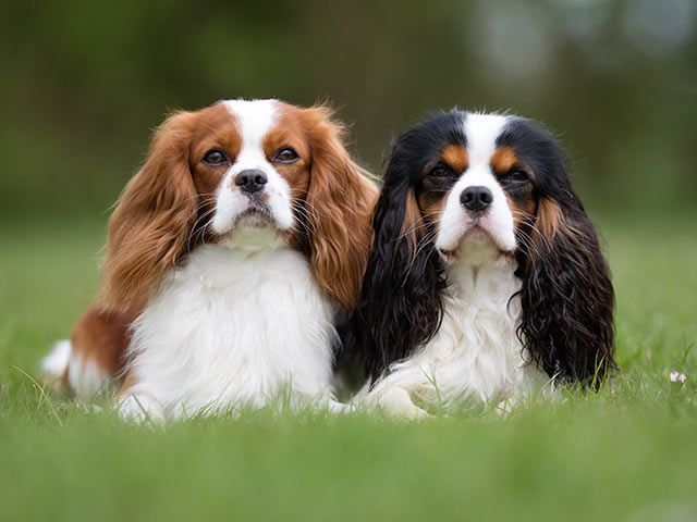 10 best small dog breeds for children and apartments