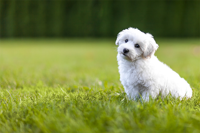 10 best small dog breeds for children and apartments