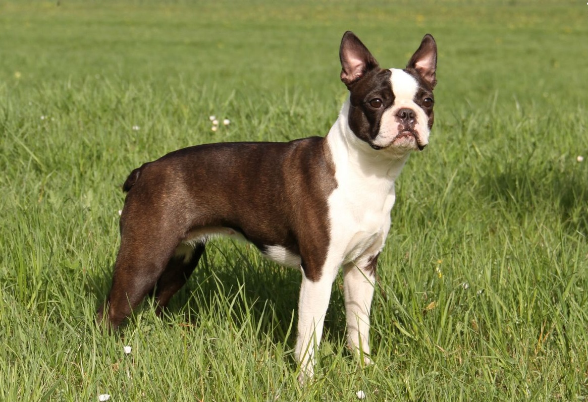 10 best small dog breeds for children and apartments
