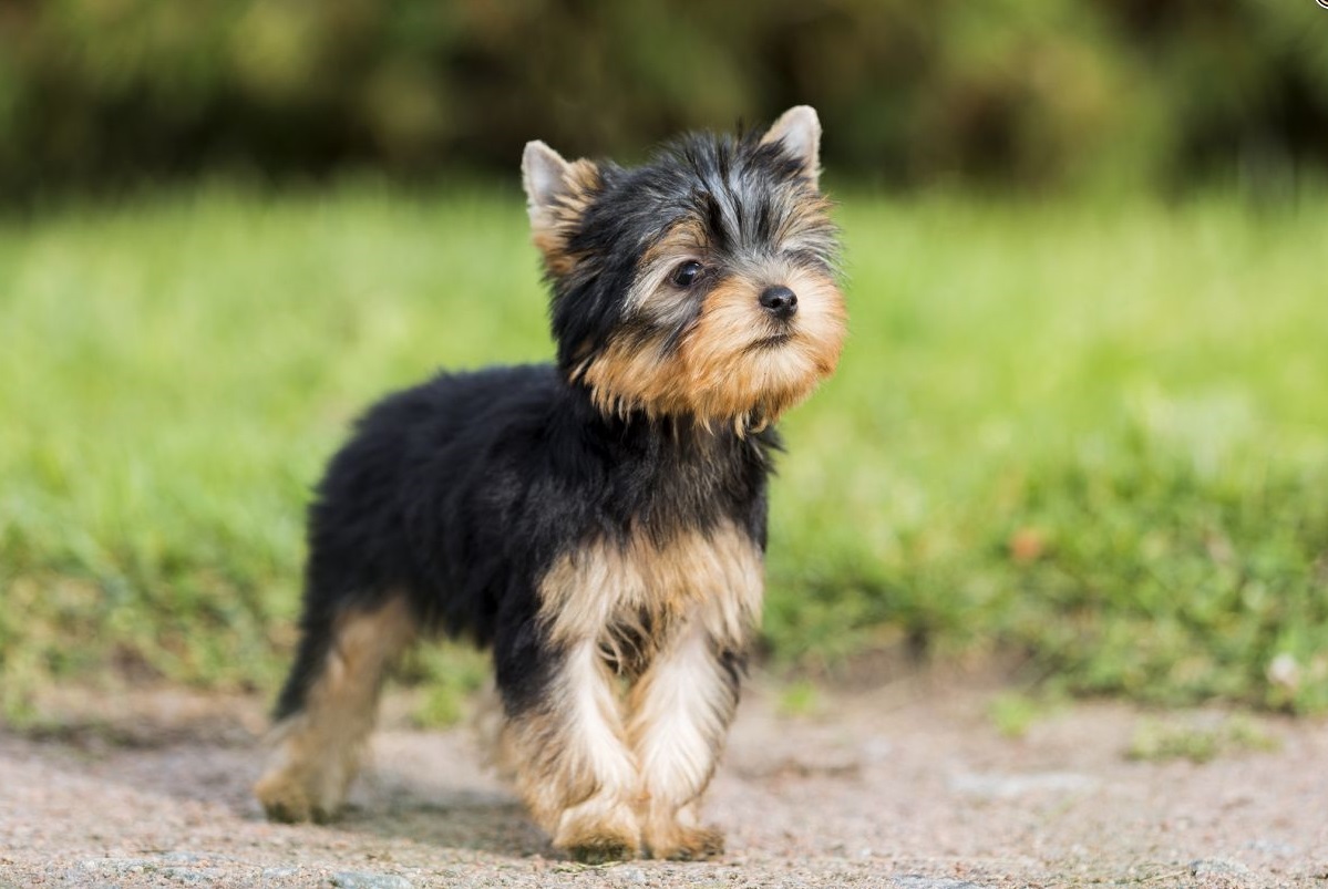 10 breeds of long-lived dogs that live the longest