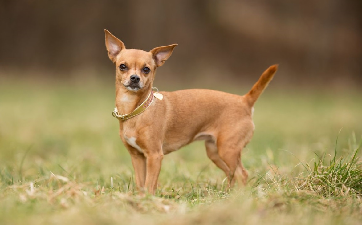 10 breeds of long-lived dogs that live the longest
