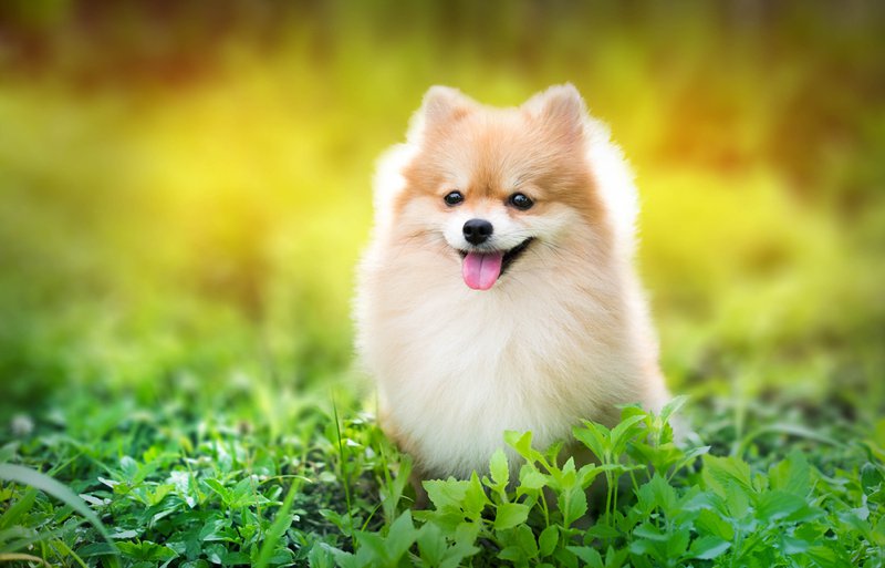 10 breeds of long-lived dogs that live the longest