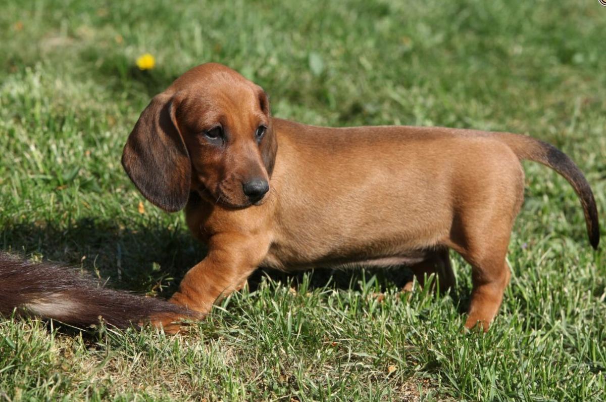 10 breeds of long-lived dogs that live the longest