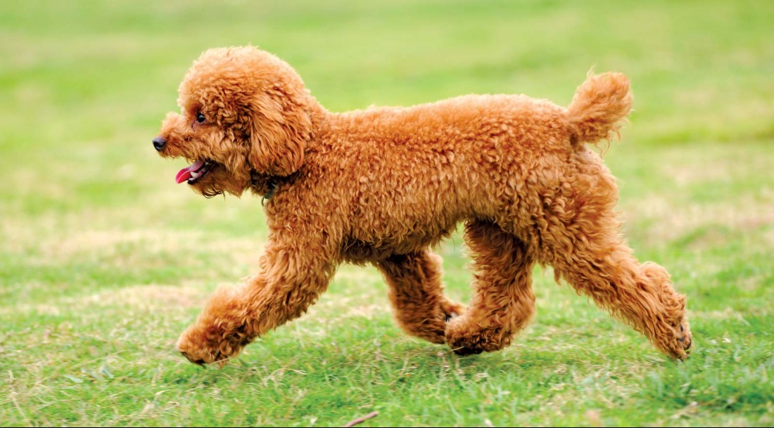 10 breeds of long-lived dogs that live the longest