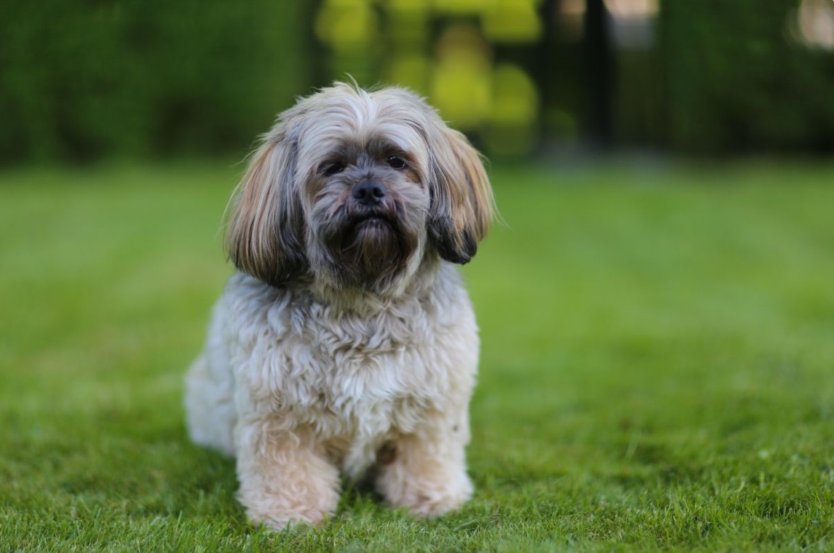 10 breeds of long-lived dogs that live the longest