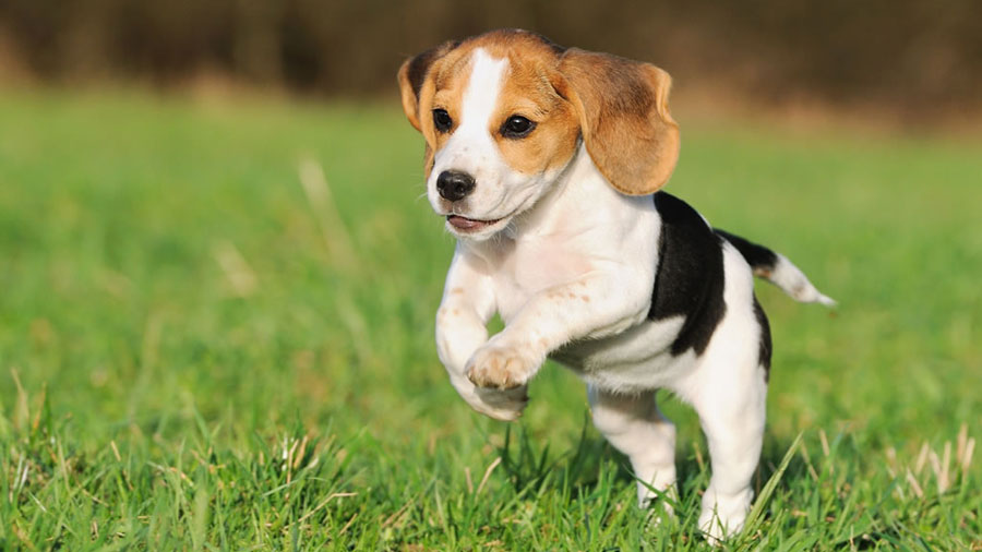 10 breeds of long-lived dogs that live the longest