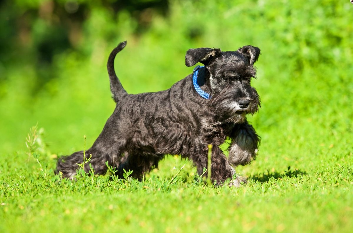 10 breeds of long-lived dogs that live the longest