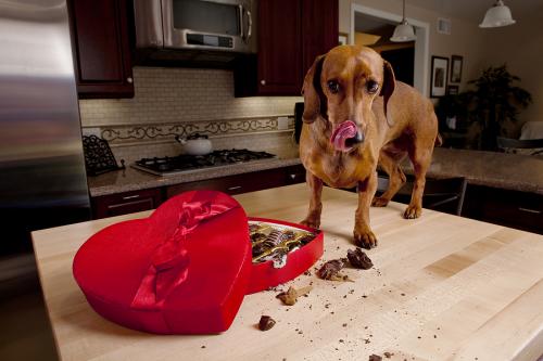 10 things that can poison a dog