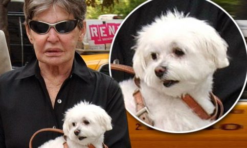 Leon Helmsley and her Maltese lap-dog