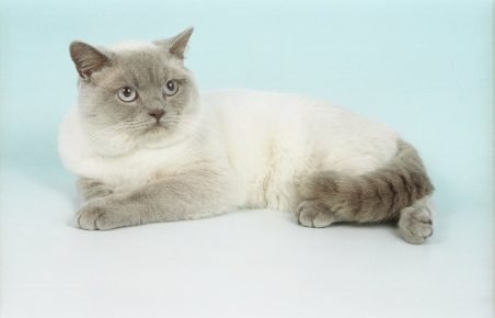 White british cat