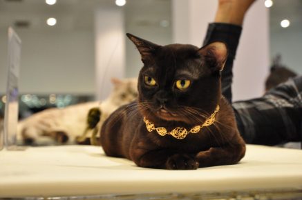 Burmese cat in a gold collar
