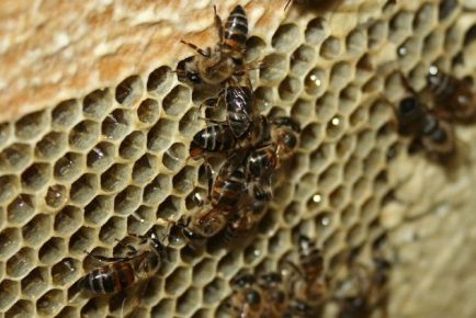 Bees in the street