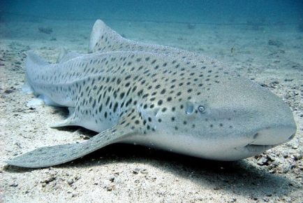 Shark at the bottom