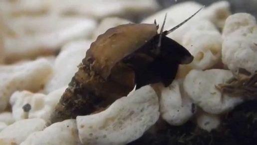 Snail