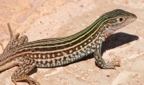 Lizard