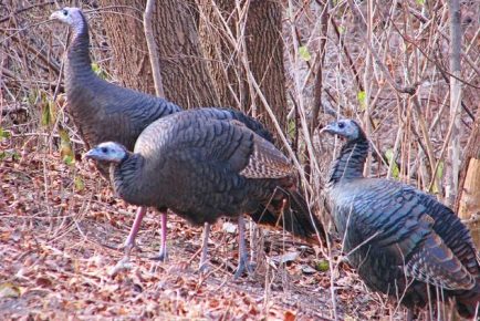 Turkeys