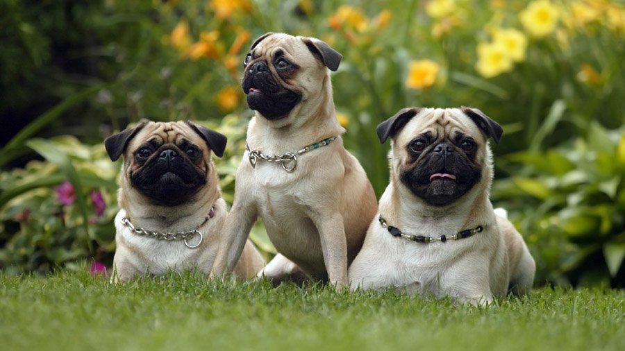 12 interesting facts about pugs