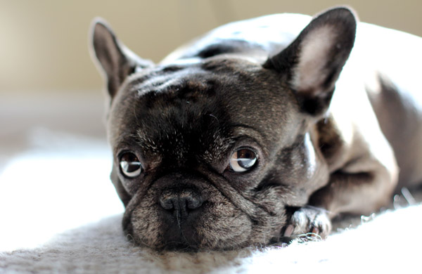 French Bulldog