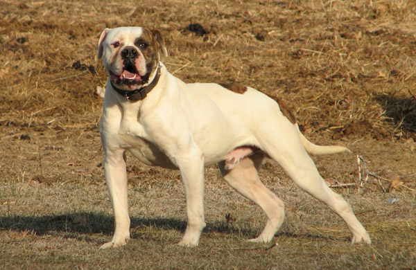 American Bulldog