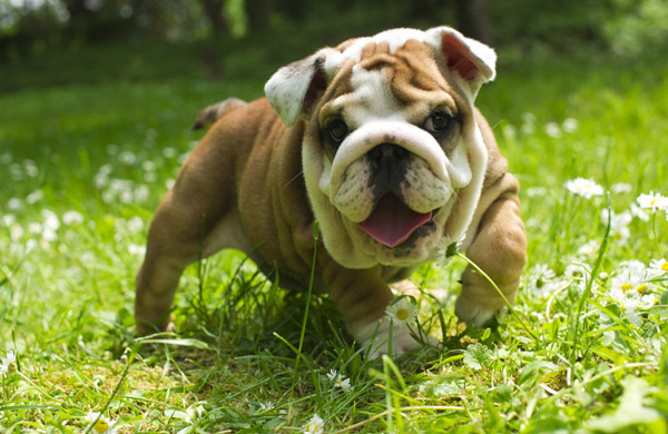 English bulldog