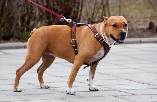 Staffordshire Terrier