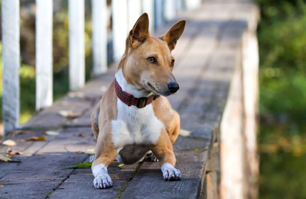 Basenji