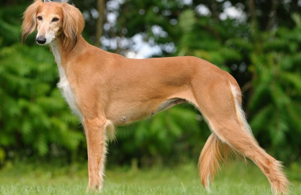 Saluki